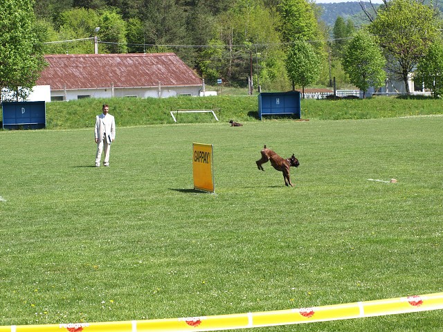 www.atibox.net * www.euroboxer.eu * www.boxergenealogia.eu